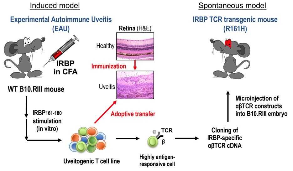 Fig. 1 Diagram of Induced and spontaneous models of autoimmune uveitis. (OA Literature)