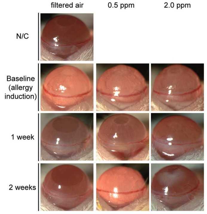 Fig. 3 Images of a mouse model of experimental allergic conjunctivitis. (OA Literature)