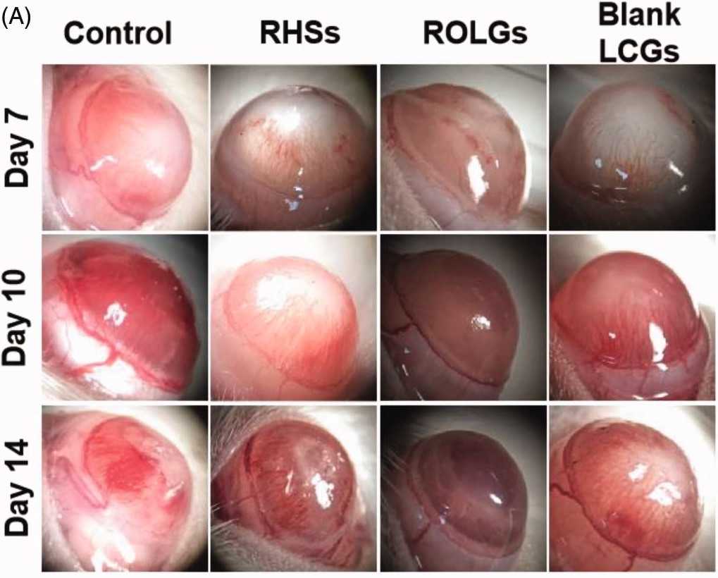 Fig. 1 Pictures of alkaline injury rat cornea model. (OA Literature)