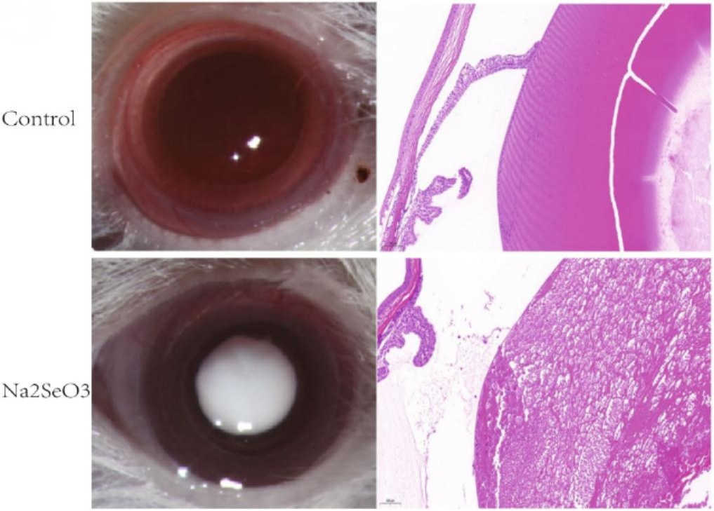 Fig 1. Pictures of the Na2SeO3-induced SD rat cataract model. (OA Literature)