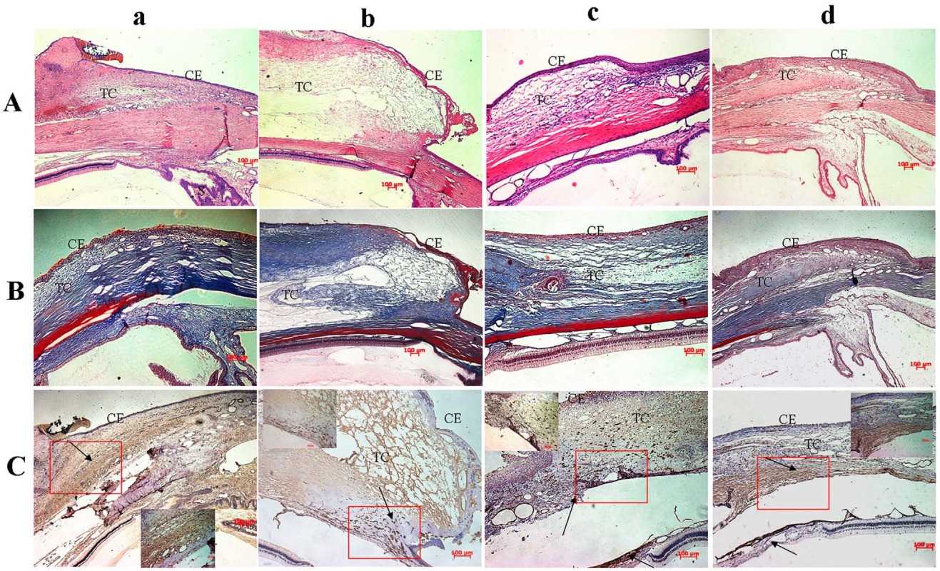 Fig 1. Histological pictures of rabbit glaucoma models. (OA Literature)