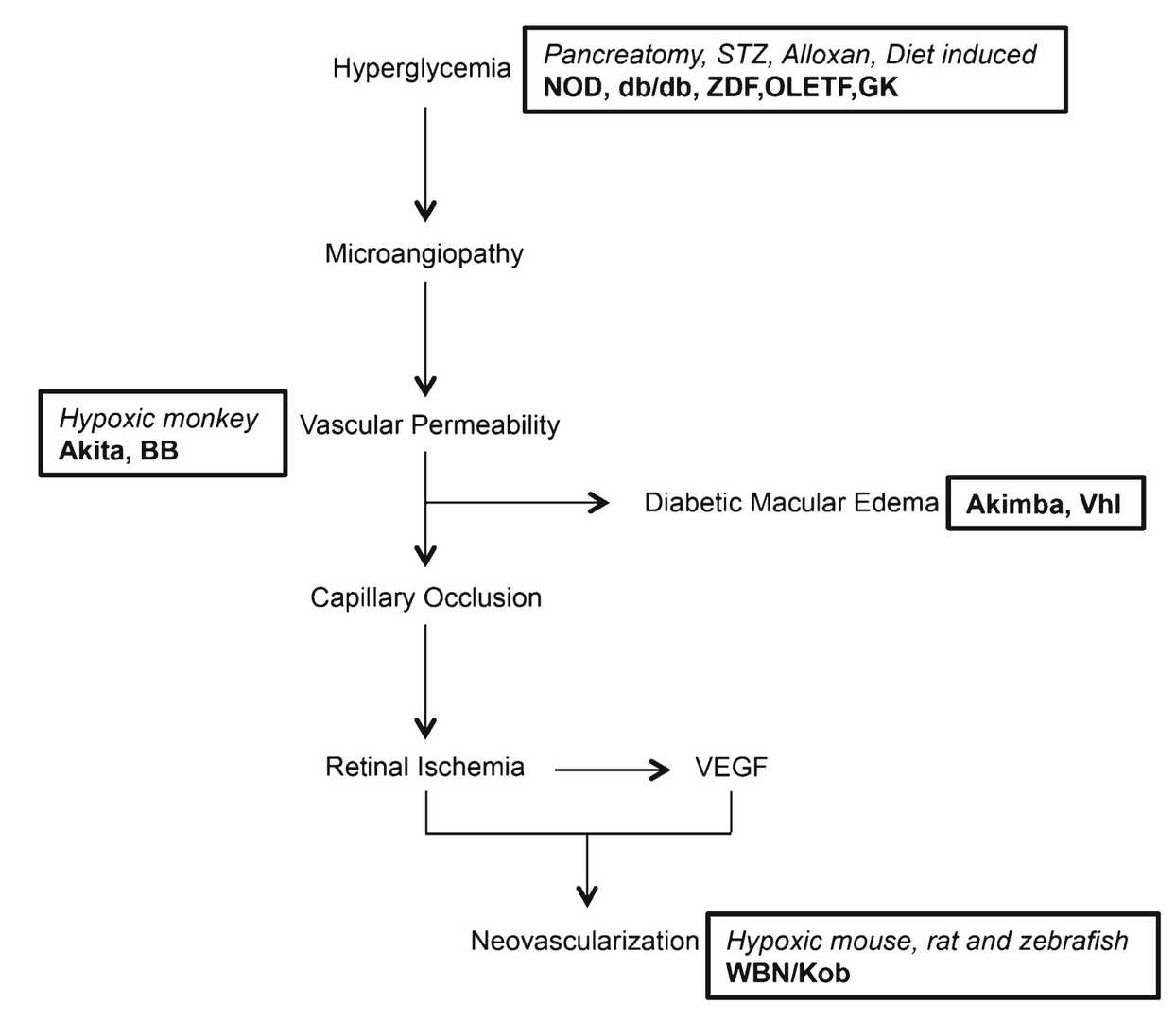 Fig. 1 Progression Chart of diabetic retinopathy (DR) disease. (OA Literature)