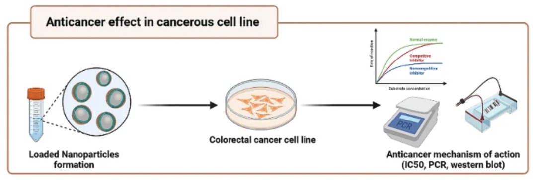 The anticancer activity of a sericin/propolis/fluorouracil nanoformulation was assessed in a colorectal cancer cell line. (OA Literature)