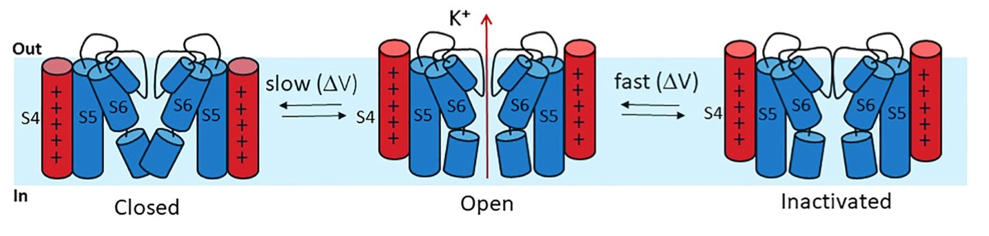 A picture of the hERG channel gating. (OA Literature)