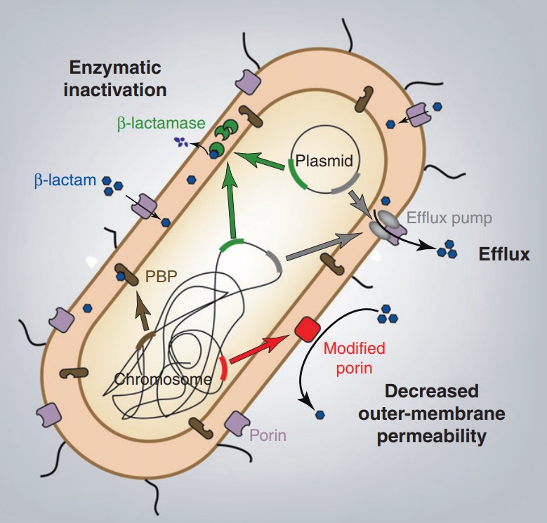 Primary mechanisms of β-lactam resistance in Enterobacteriaceae.