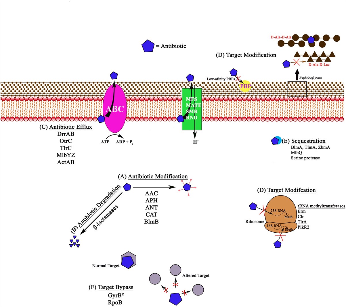 Schematic representation of different antibiotic resistance mechanisms in bacteria.