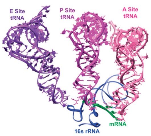 Crystal structure of three tRNA molecules interacting with an mRNA molecule and the 16s rRNA in the 30S ribosome.