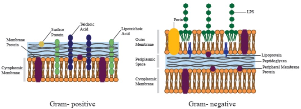 Bacterial cell membrane structure.