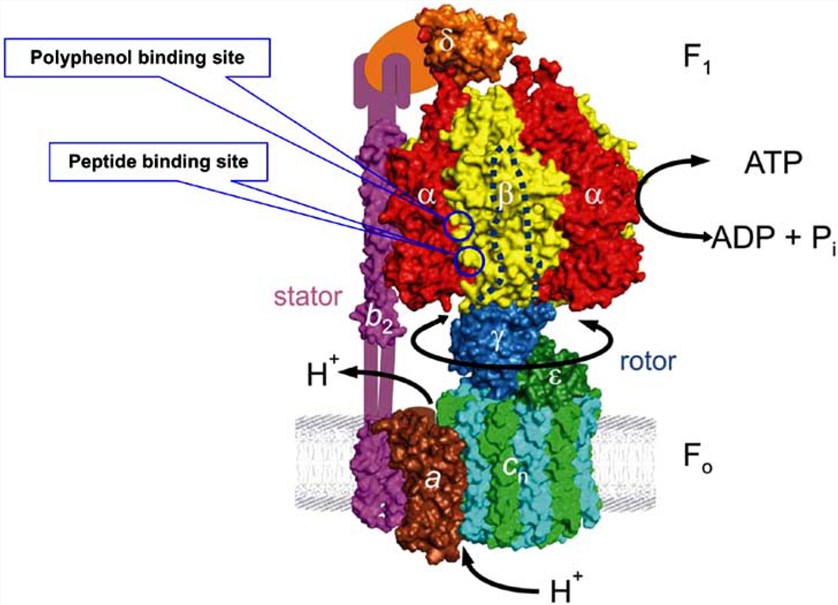 Structure of Escherichia coli ATP synthase.