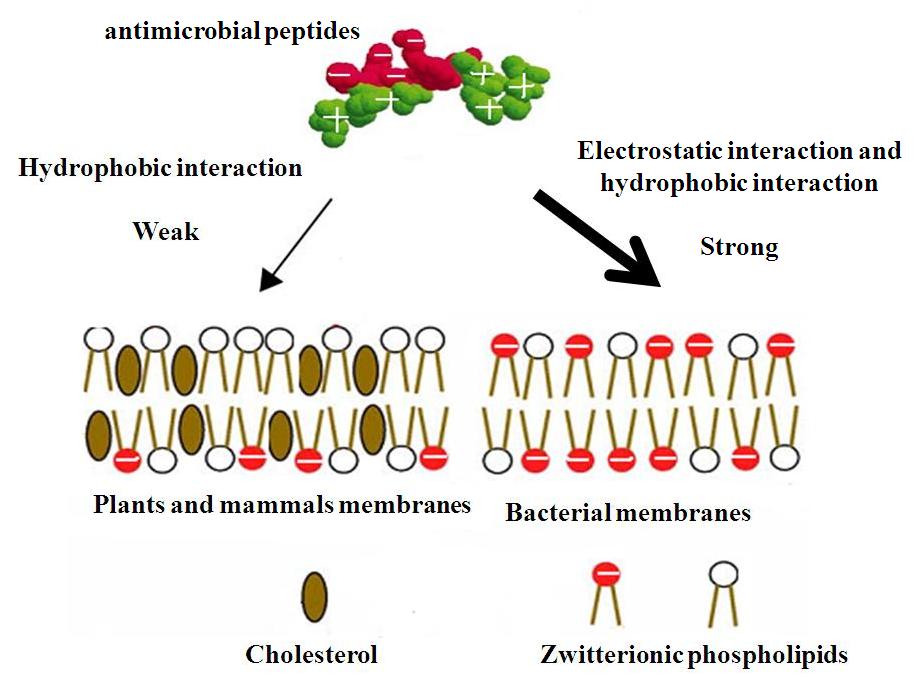 Fig. 1 Molecular basis of cell selectivity of antimicrobial peptides.