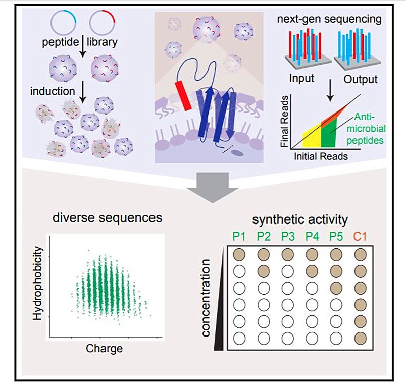 Development of a high-throughput platform for the discovery of antimicrobial peptides.