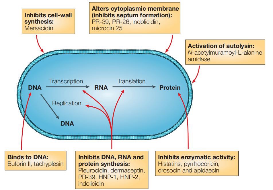 Mode of action for intracellular antimicrobial peptide activity.