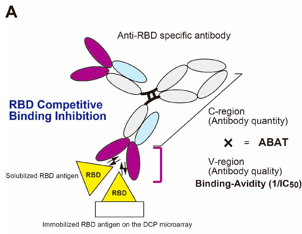 Fig.1 RBD binding avidity assay. (OA Literature)