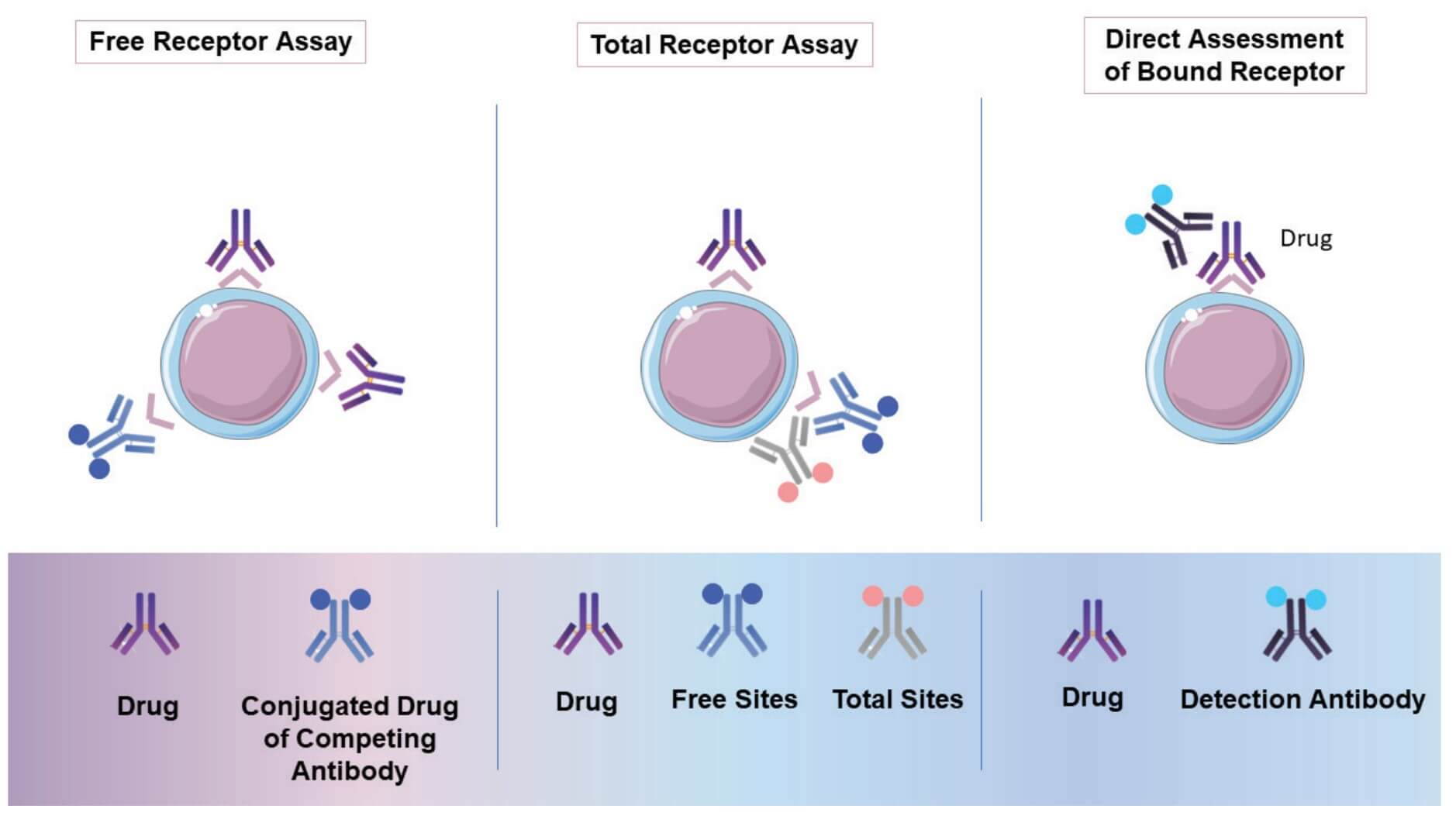 Fig.1 Three different formats of Receptor Occupancy (RO) assays. (OA Literature)