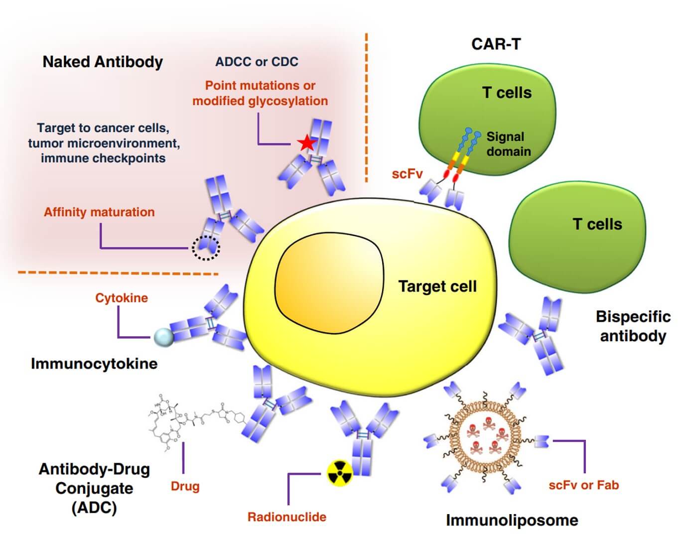 Fig.1 Diagram illustrating the advancement of antibody-based medicines for cancer treatment. (OA Literature)