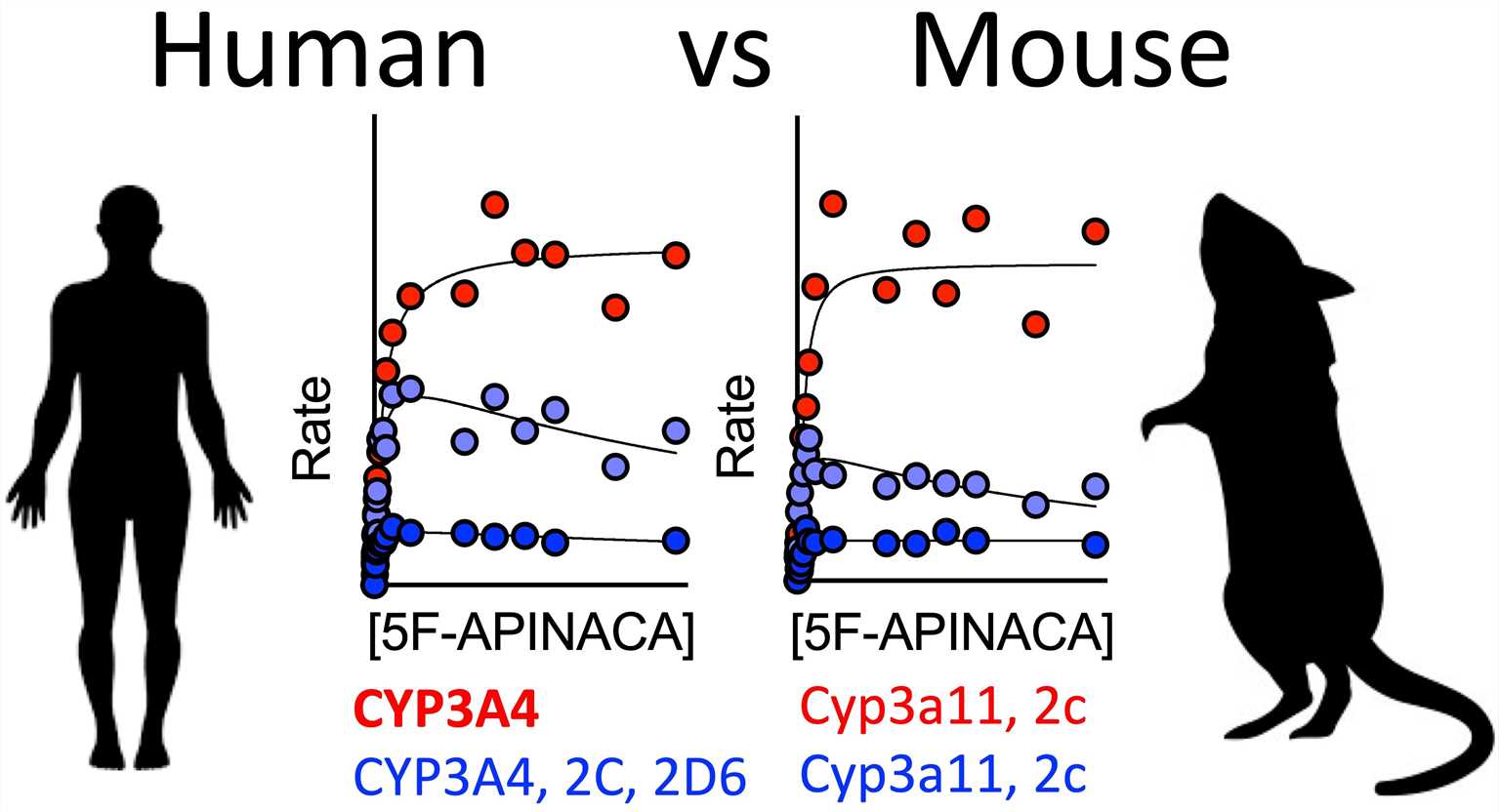 Fig.2 Diagram showing the metabolic pathways of 5F-APINACA in both CD-1 mice and humans. (OA Literature)