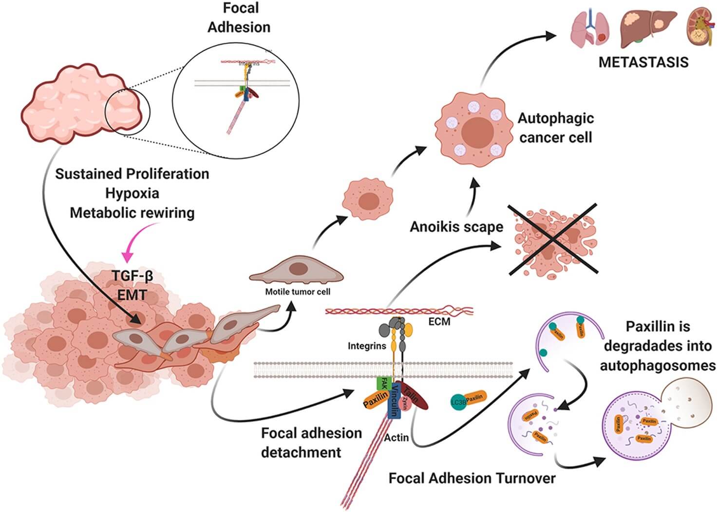 Fig.1 Uncontrolled cell proliferation produces a high demand for oxygen and nutrients. (OA Literature)