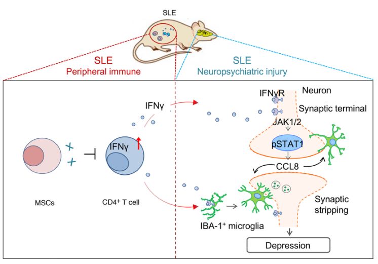 MSCs alleviate depression in lupus mice by inhibiting synaptic stripping via IFN-γ/JAK/STAT1/CCL8 signaling. (OA Literature)