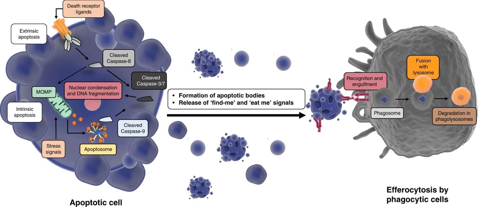 Fig.1 Morphological and molecular events in apoptosis. (OA Literature)