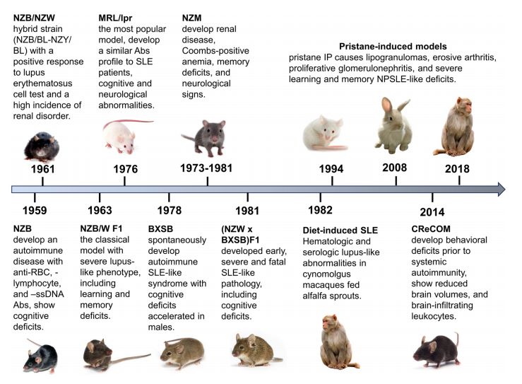 Timeline of lupus progression and key manifestations in animal models. (OA Literature)