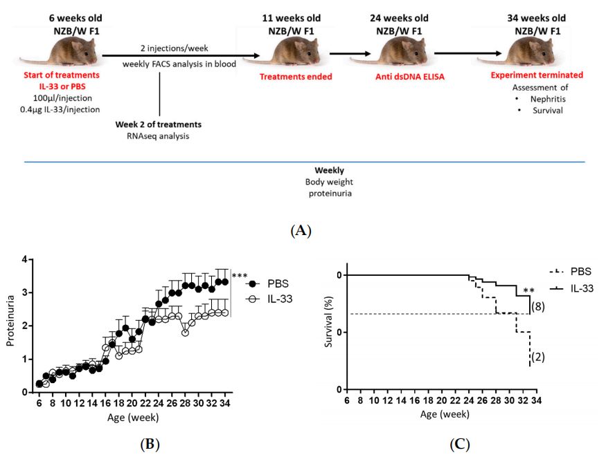 Therapeutic effects of IL-3 on proteinuria and mortality in NZB/W F1 mice. (OA Literature)