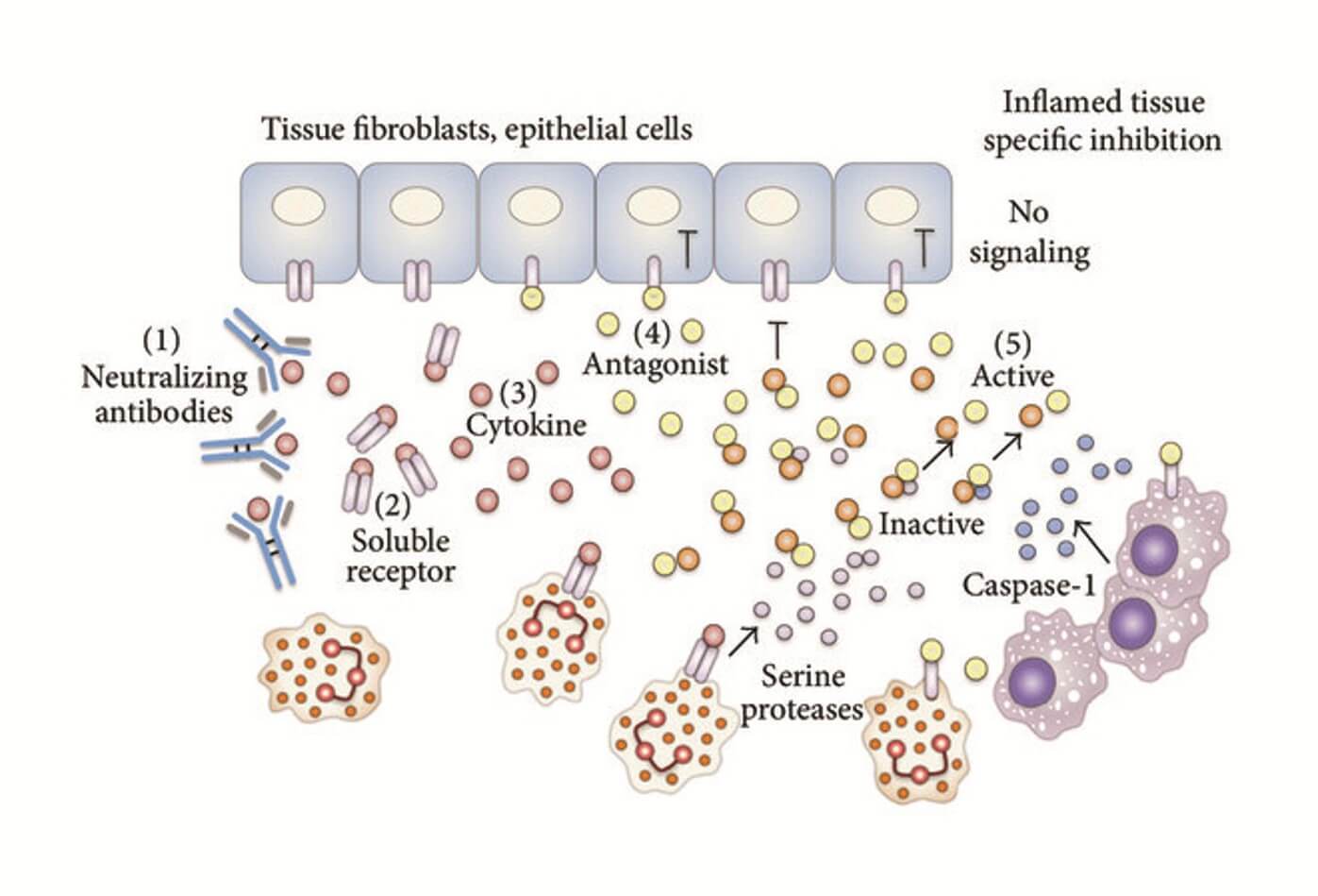 Fig.1 Biological drugs strategies for targeting inflammatory cytokines. (OA Literature)