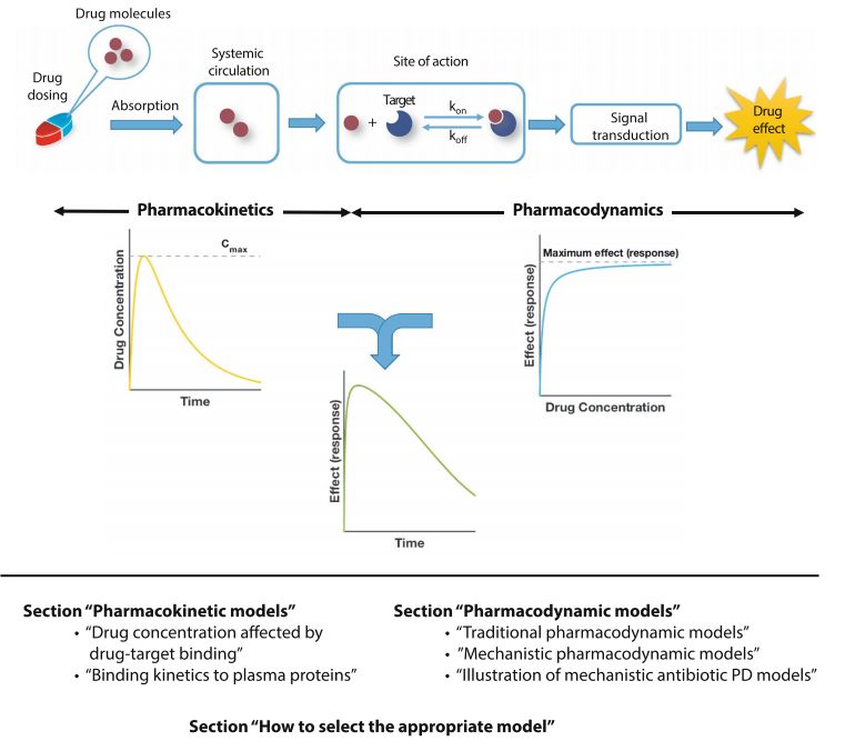 Fig.1 Key DMPK activities in drug development. (OA Literature)
