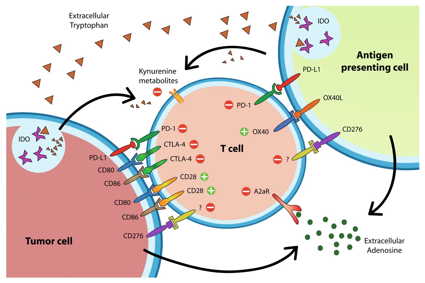Fig.1 Immune checkpoint expression and main interactions on cell types that predominantly express them. (OA Literature)