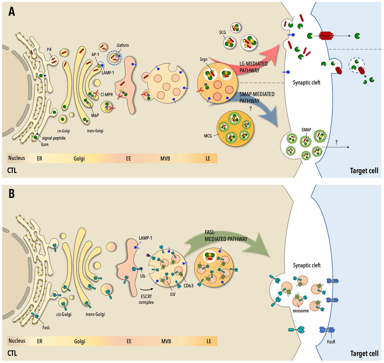 Fig.1 The three pathways to target cell killing by CTLs. (OA Literature)