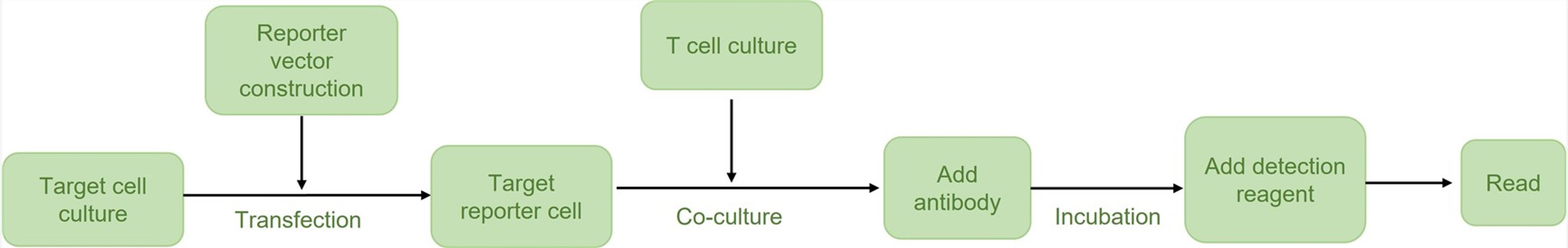 Fig.2 Workflow. (Creative Biolabs Original)