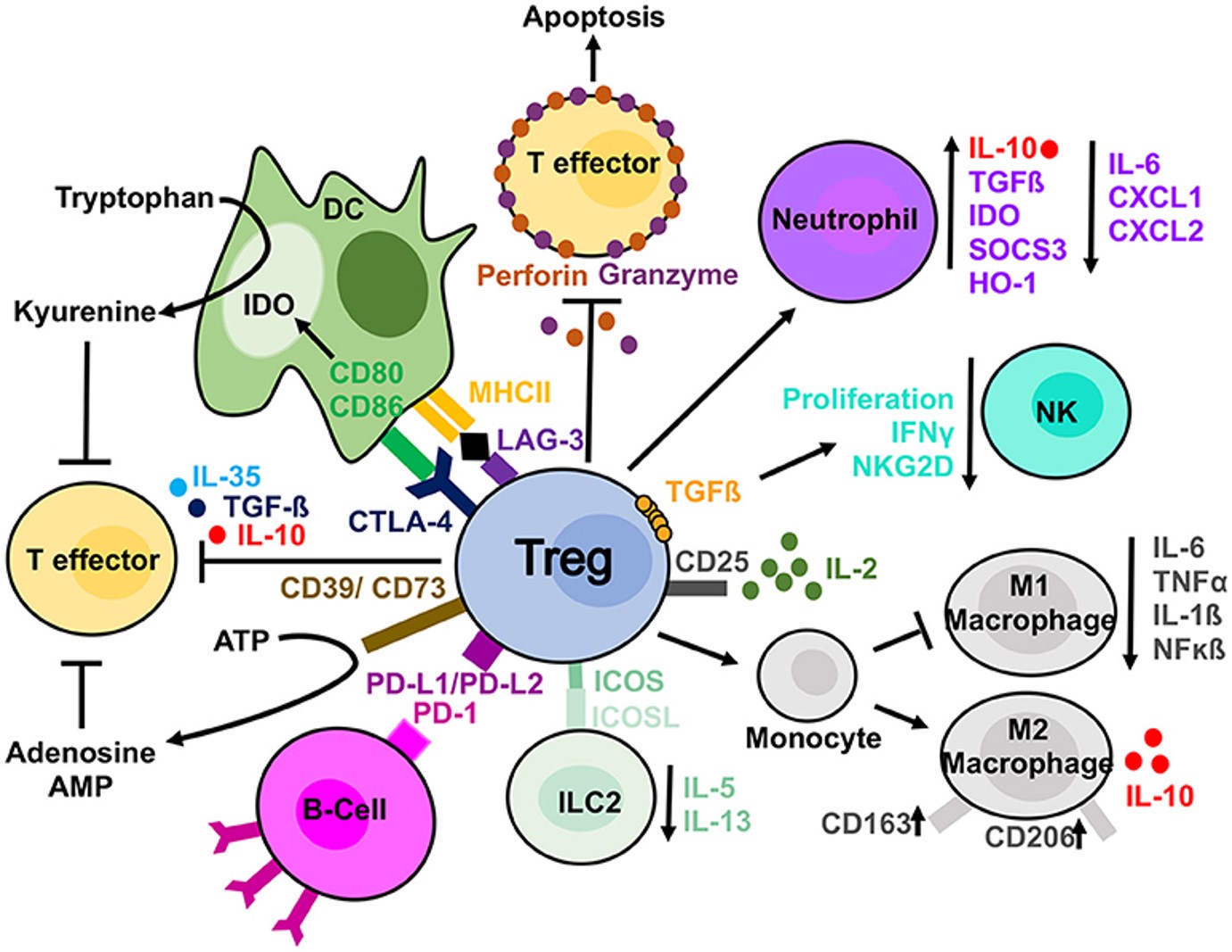 Fig.1 Treg suppressive mechanisms. (OA Literature)