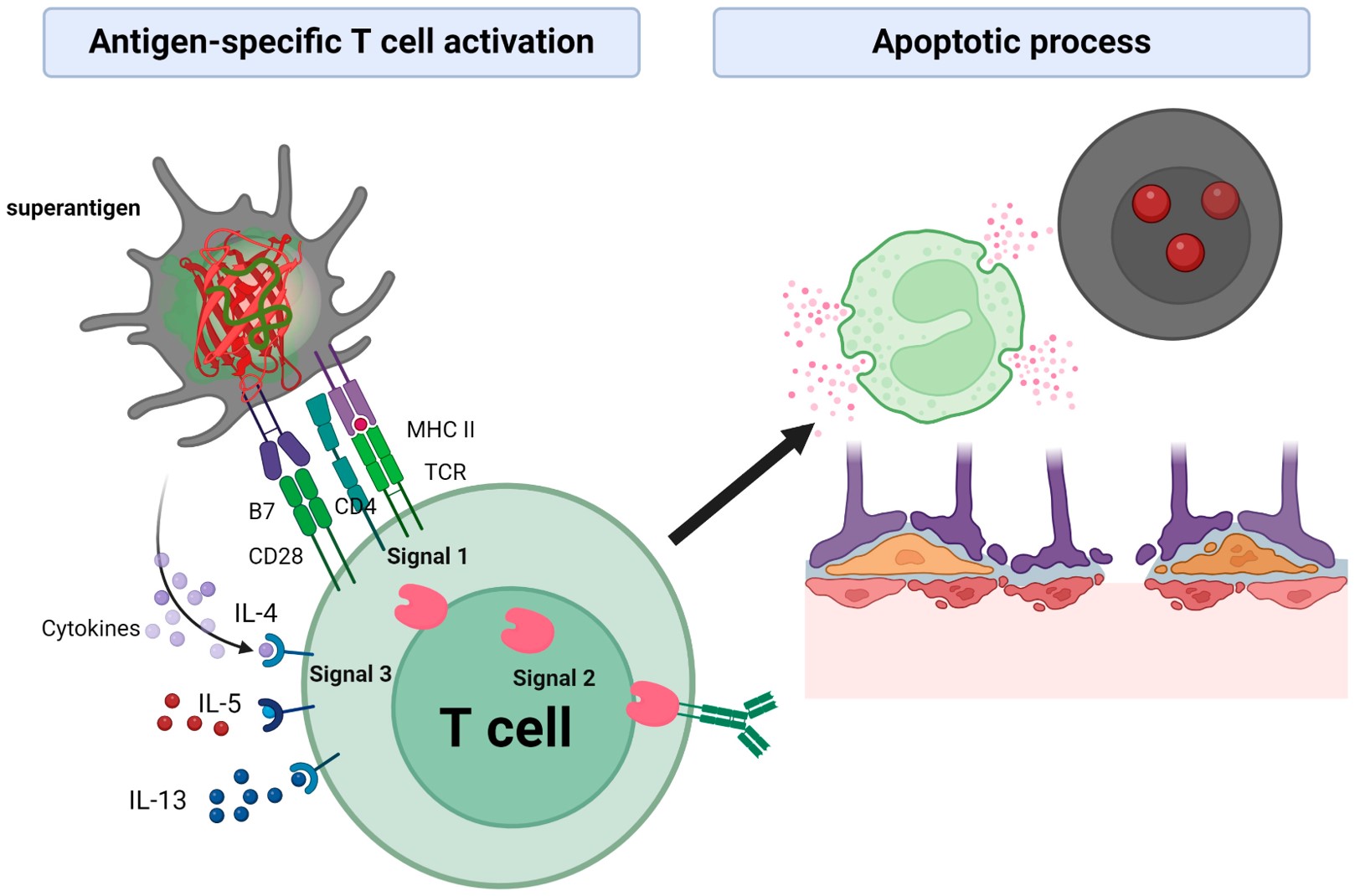 Fig.1 SE superantigens bind directly to the β chain of the TCR (T-cell receptor) molecule. (OA Literature)