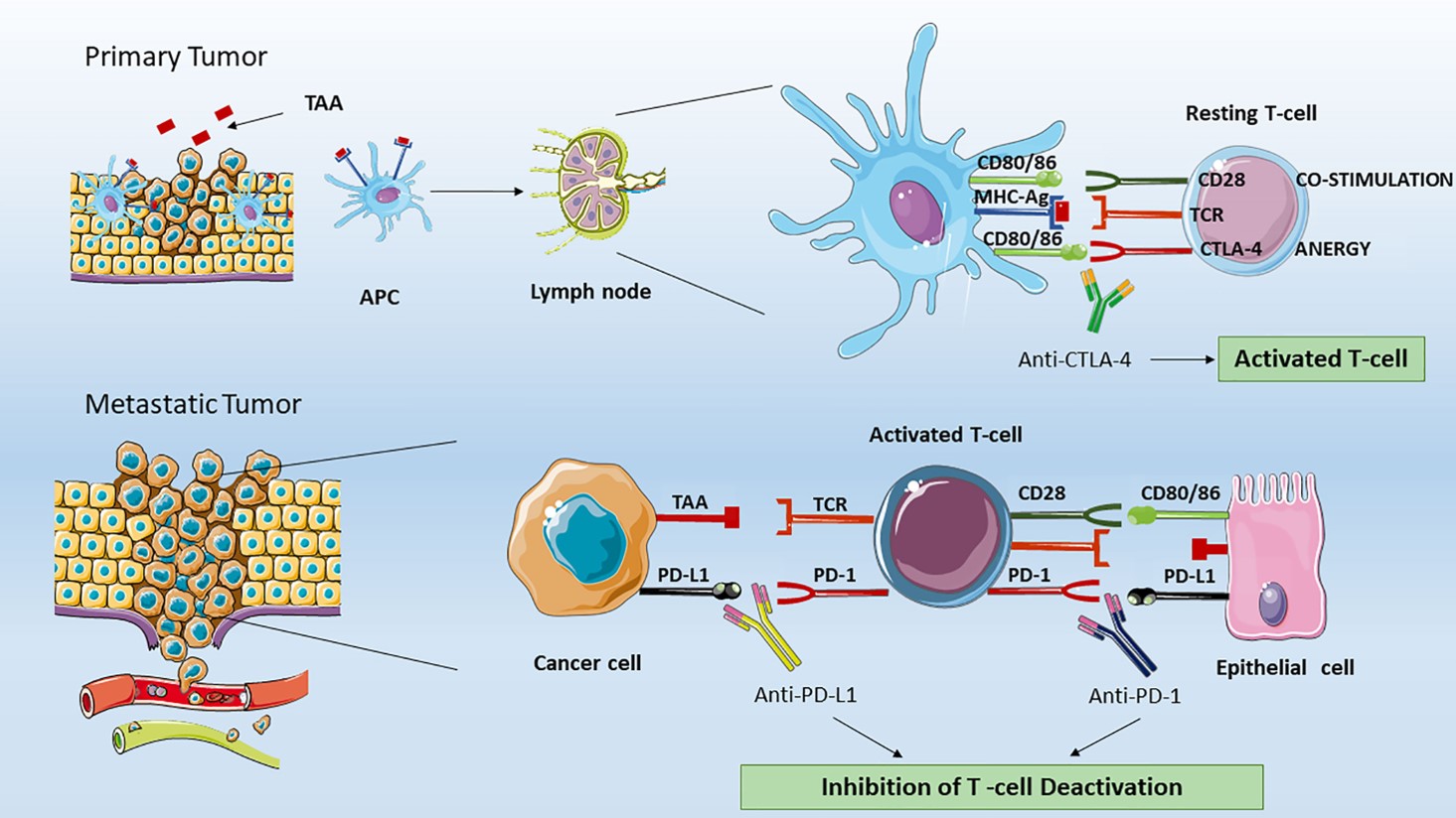 Fig.1 Effect of ICIs on T lymphocytes. (OA Literature)