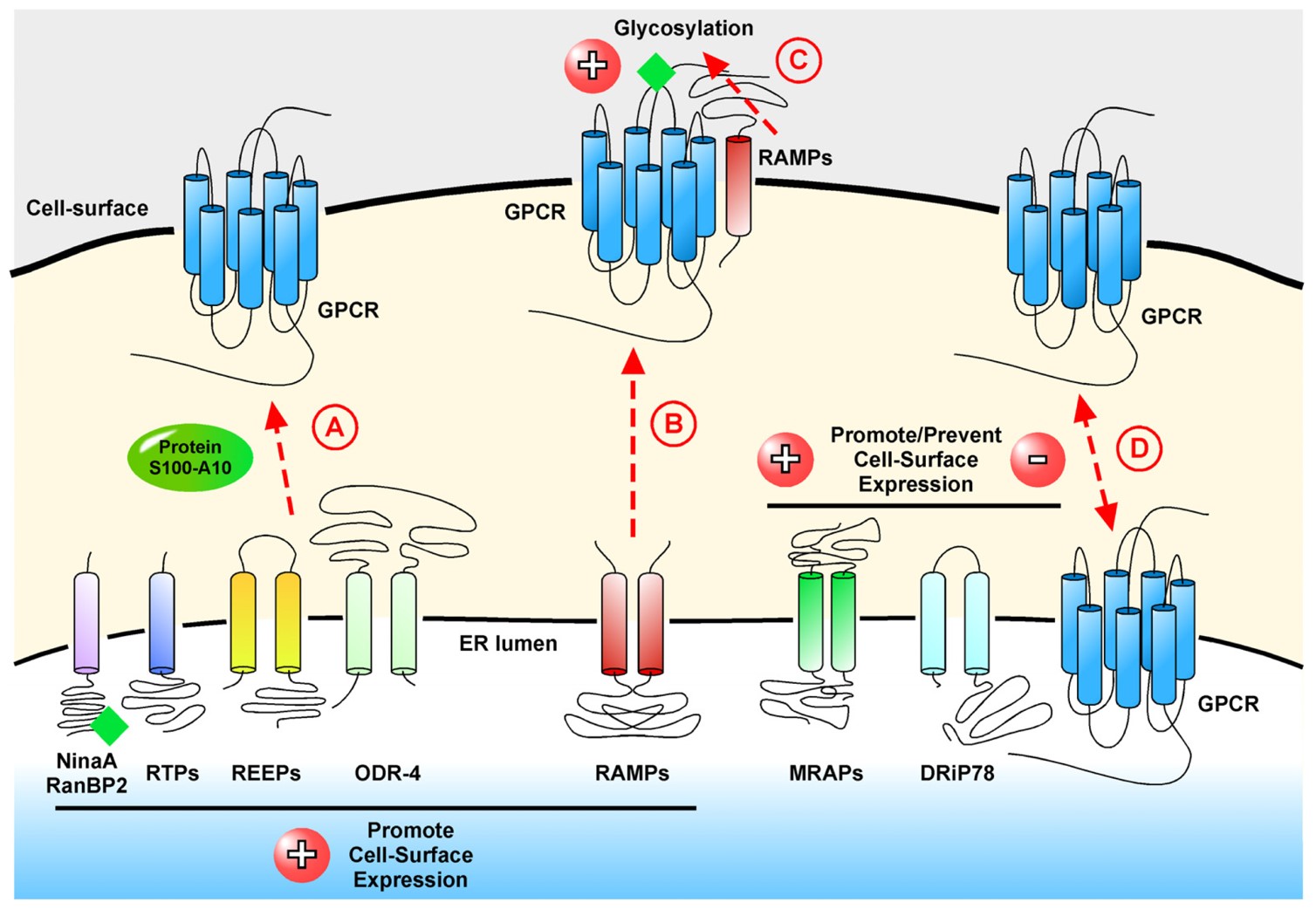 Fig.1 Schematic representation of the roles of GPCR interacting proteins in the localization of GPCRs at the cell surface. (OA Literature)