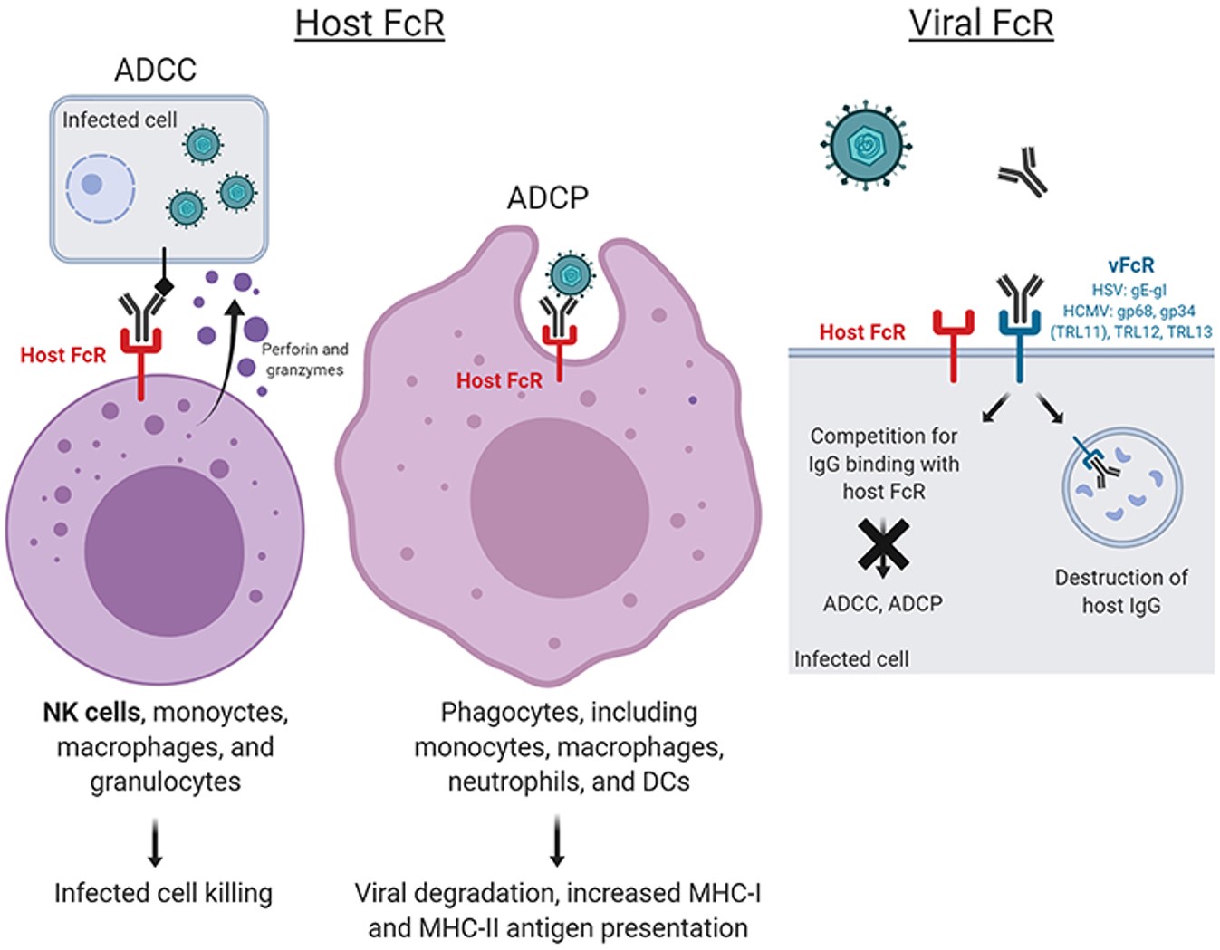 Fig.1 Host and virus Fc receptor (FcR)-mediated functions. (OA Literature)