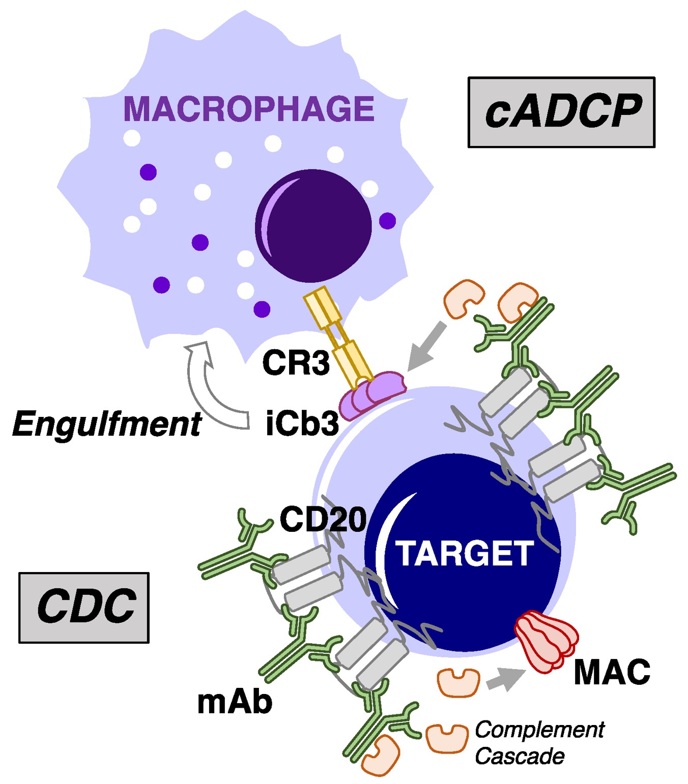 Fig.1 Overview of cytotoxic mechanisms underlying mAb-mediated complement fixation. (OA Literature)