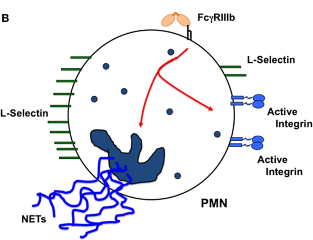 Fig.1 Each FcγR induces particular cellular responses. (OA Literature)