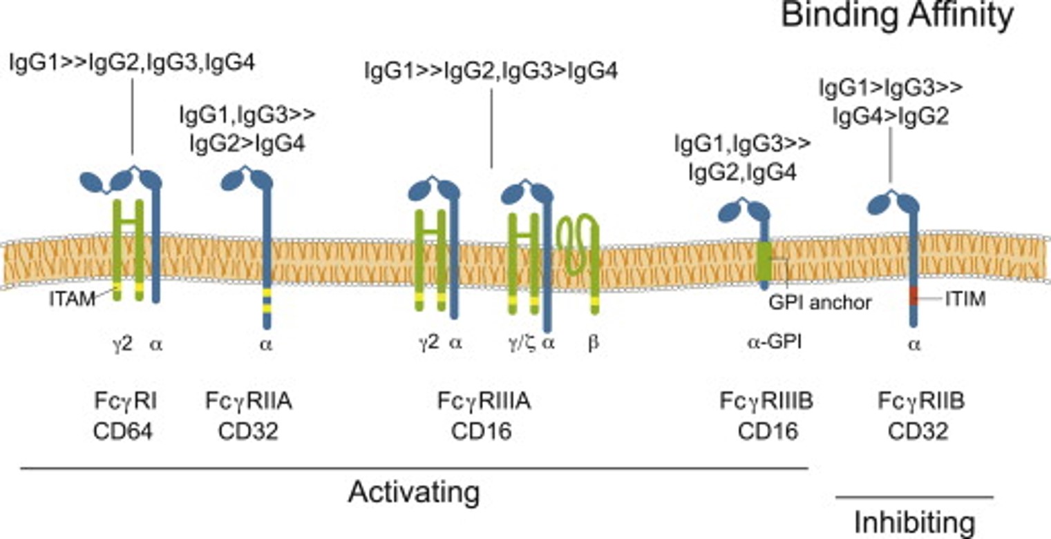 Fig.1 Fc receptors can have unique Ig specificities. (OA Literature)