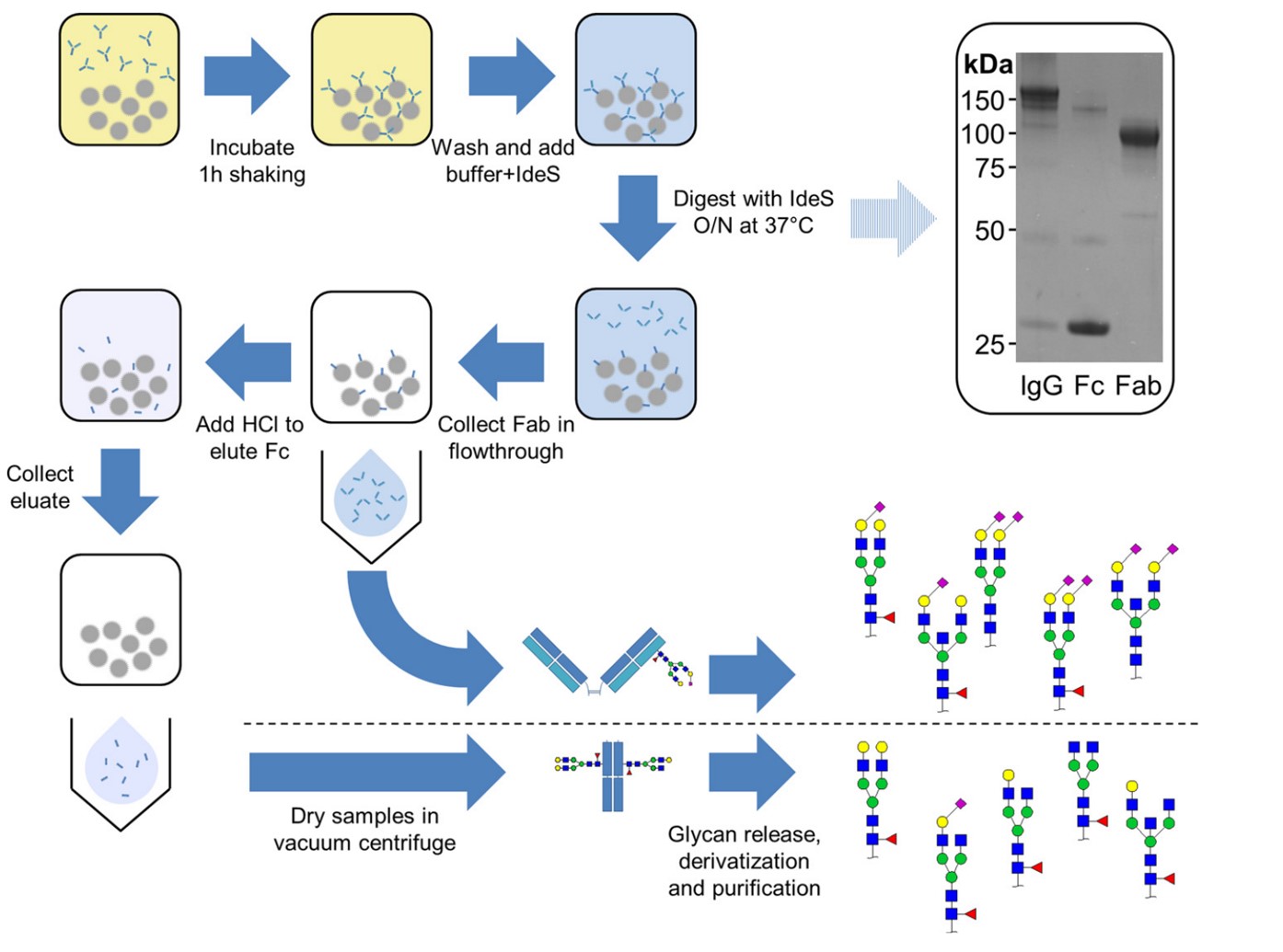 Fig.1 Workflow of IgG Fab and Fc glycosylation analysis. (OA Literature)