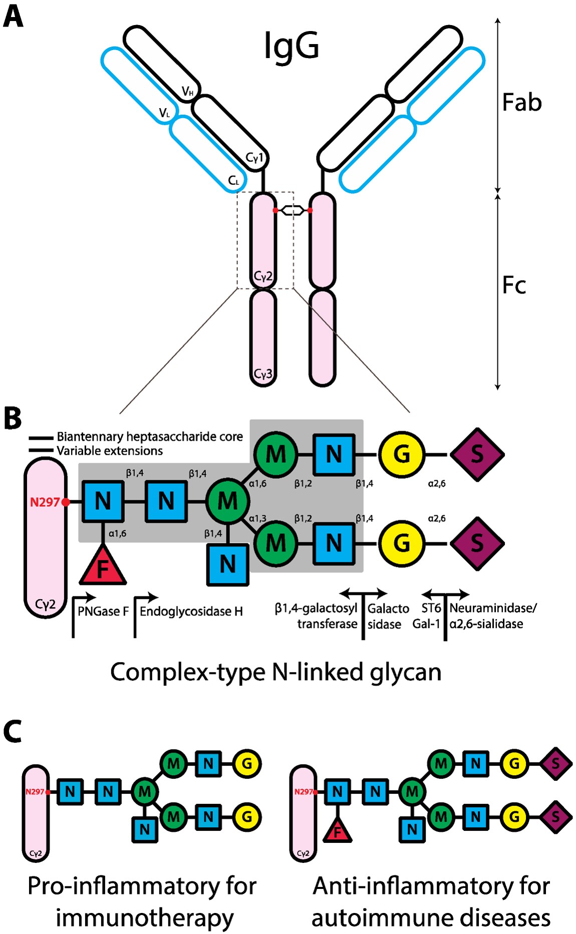 Fig.1 Schematic representation of the human IgG structure and glycan composition. (OA Literature)