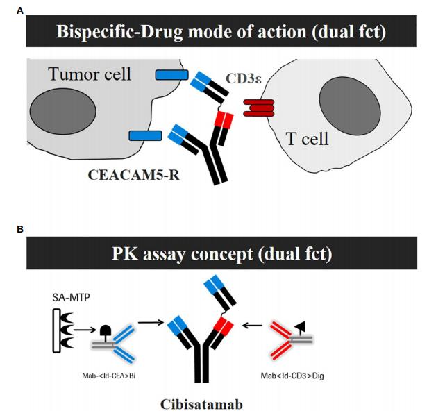 Fig.1 Pharmacokinetic (PK) detection method. (Lotz, et al., 2024)