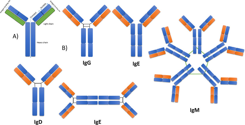 Antibody structure (A) and types of immunoglobulin (B).