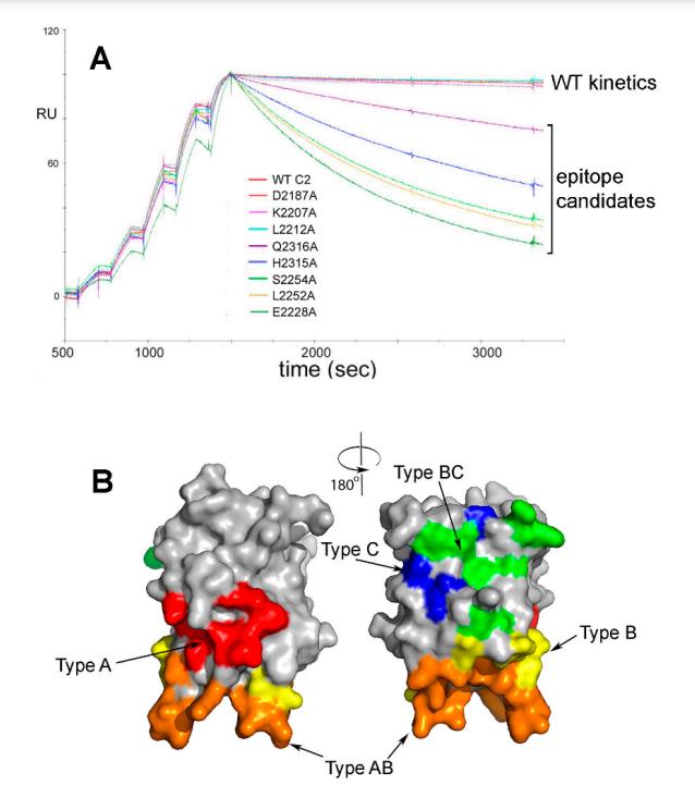 Fig.1 SPR-dependent epitope mapping. (Pratt, 2018)