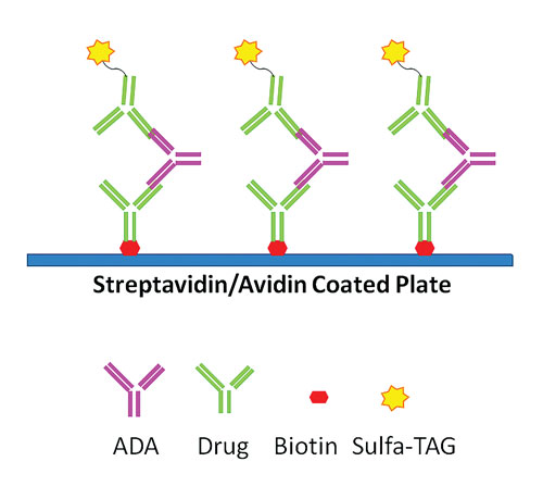 Labeled drug in ADA detection.