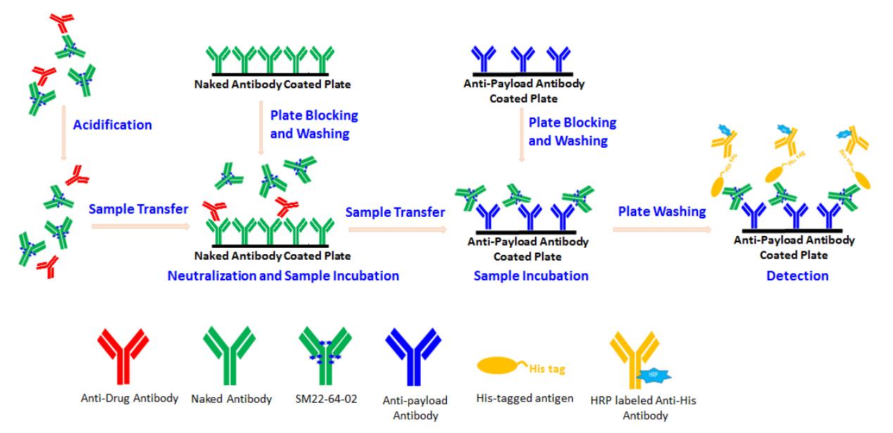 Fig.1 Simplified diagram of ADC detection. (Tao, et al., 2024)