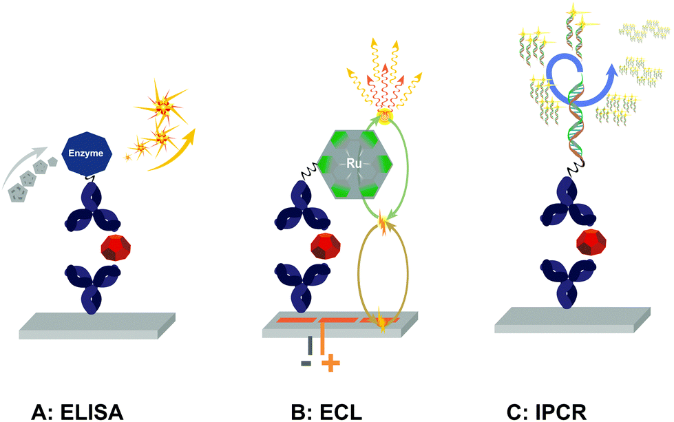 Schematic illustration of amplified LBA technologies, enzyme-linked immune sorbent assay (ELISA), electrochemiluminescence (ECL), and Immuno-PCR (IPCR).