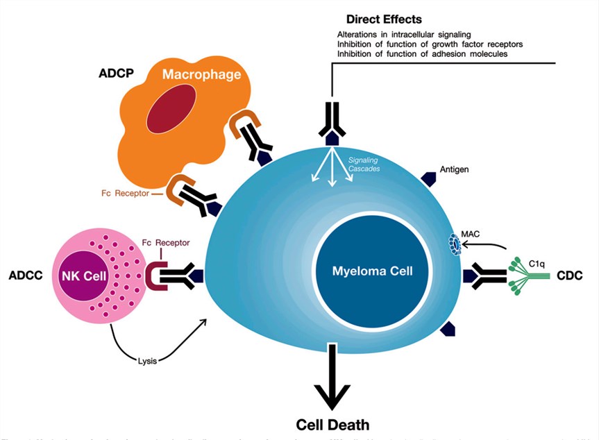 Mechanisms of action of monoclonal antibodies targeting surface antigens on multiple myeloma cells.