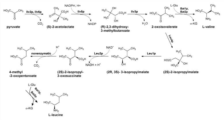 Biosynthesis of branched amino acids in fungi.