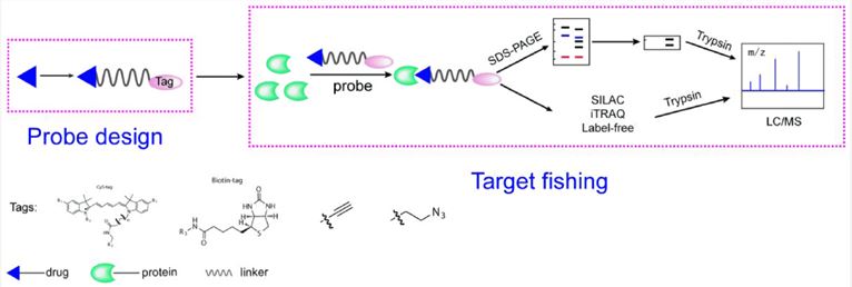 A general representation of the Abpp workflow.