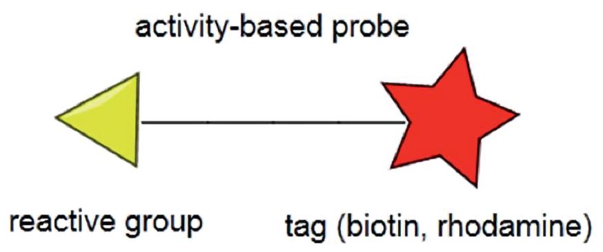 Activity-based Protein Profiling (Abpp)